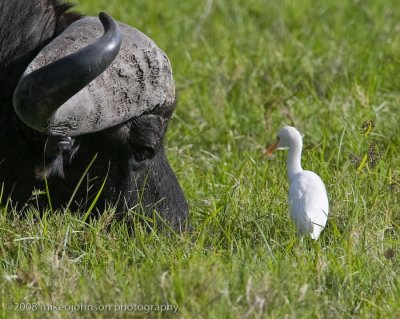 33Cape Buffalo and Cattle Egret