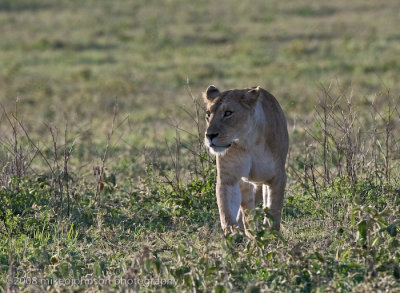 37Lion on the Prowl