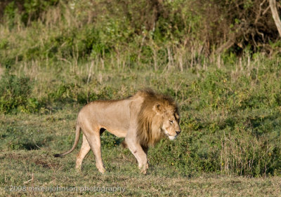 39Male Lion with limp