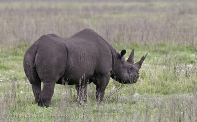 72Black Rhino