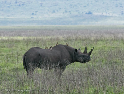75Black Rhino with Oxpeckers