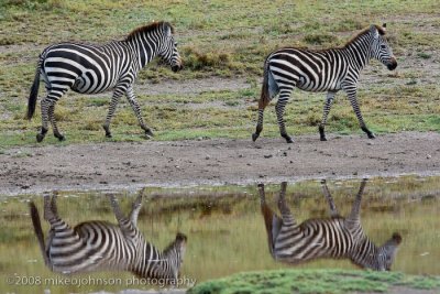 86Two Zebra Reflection