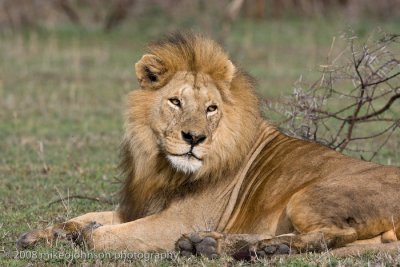 87Male Lion Portrait