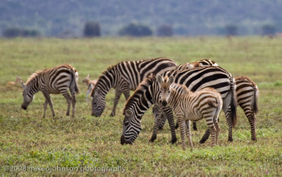 101Baby Zebra with Family