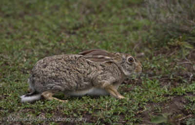 105African Hare