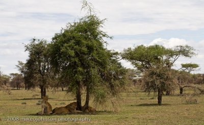 106Lions Under Acacia Tree
