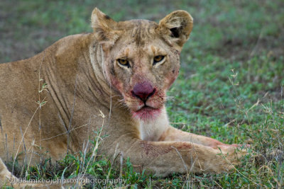 110Lion with Fresh Blood