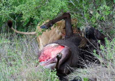 119Lion Hiding Dead Wildebeest