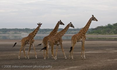122Four Giraffe on Dry Lakebed