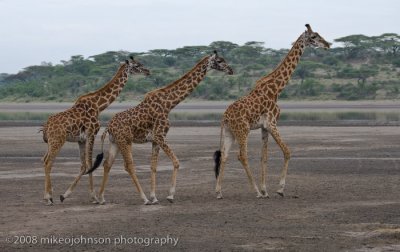 123Three Giraffe on Dry Lakebed