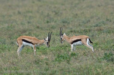 126Sparring Gazelles