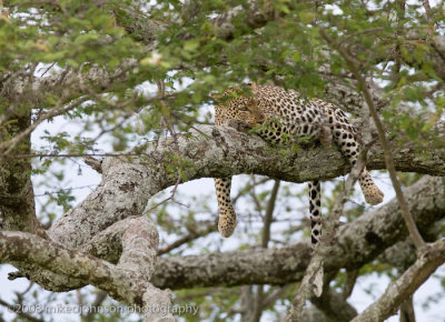 138Leopard Mother in Tree