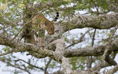 139Leopard Mother in Tree