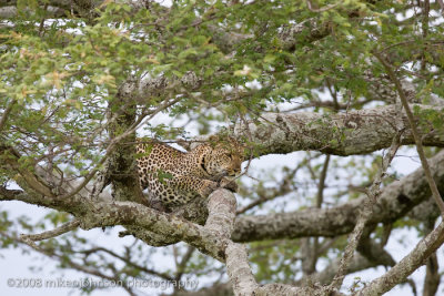 140Leopard Mother in Tree