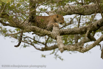 141Leopard Mother in Tree