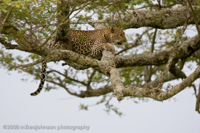 142Leopard Mother in Tree Calling Her Kittens