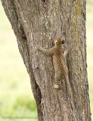 143Leopard Kitten Climbing Tree