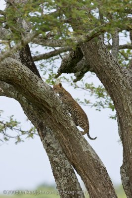 145Leopard Kitten Climbing Tree