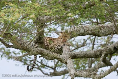 146Leopard Mother in Tree