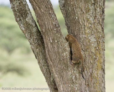 147Leopard Kitten Climbing Tree