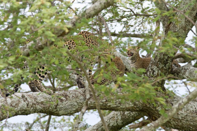 148Leopard Family in Tree