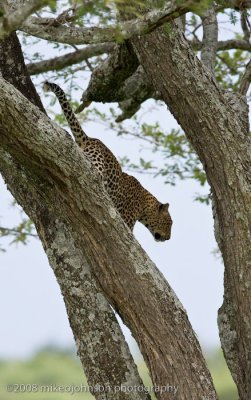 149Leopard Climbs Down Tree