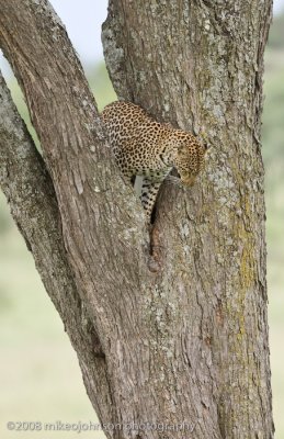 151Leopard Climbs Down Tree