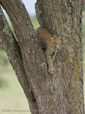 152Leopard Climbs Down Tree