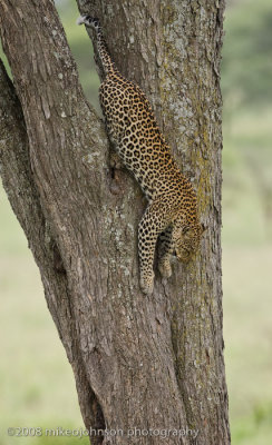 153Leopard Climbs Down Tree