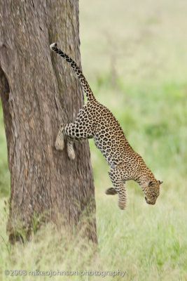 154Leopard Jumping from Tree
