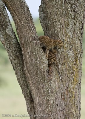 156Leopard Kitten in Tree