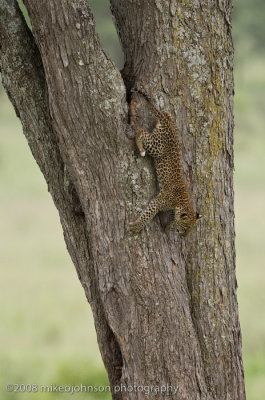 157Leopard Kitten Climbing Down the Tree