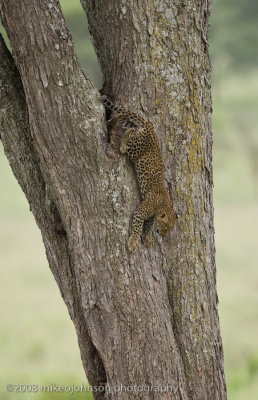 160Leopard Kitten #2 Climbing Down the Tree