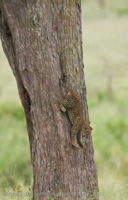 161Leopard Kitten #2 Climbing Down the Tree