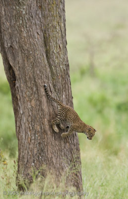 162Leopard Kitten #2 Climbing Down the Tree