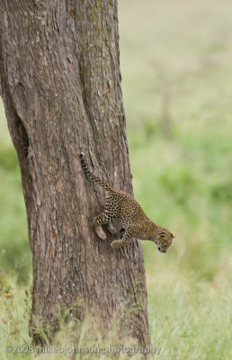163Leopard Kitten #2 Climbing Down the Tree