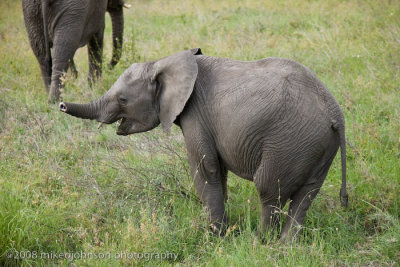 165Baby Elephant with Short Trunk