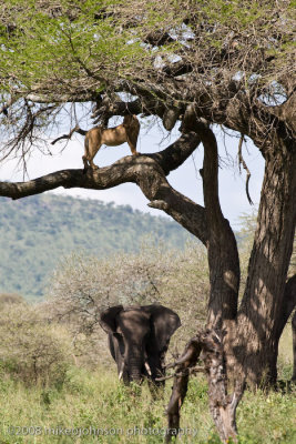 172Lion in Tree over Elephants