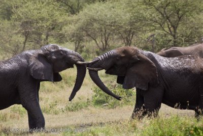 175Sparring Elephants