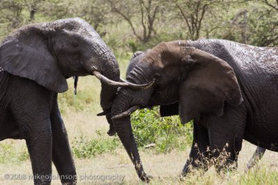 176Sparring Elephants