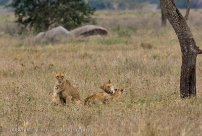 181Lion Cubs with Mothers