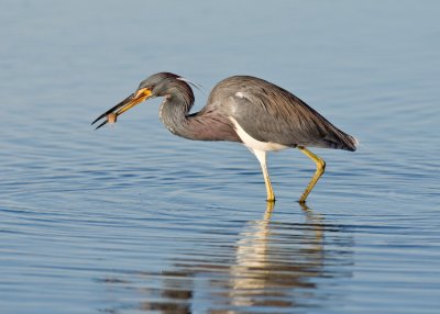 Tri Color Heron with Shrimp