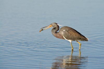 Tri Color Heron with Shrimp
