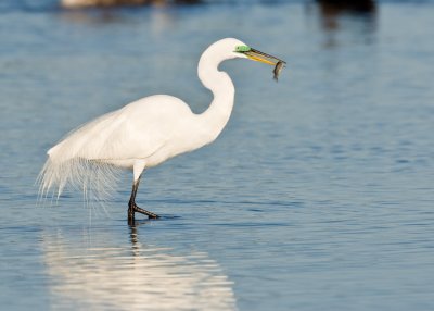 Great White Egret in Breeding Plumage with fish