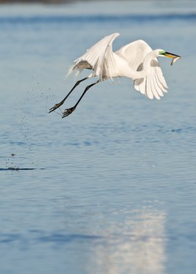 Egret with fish in flight