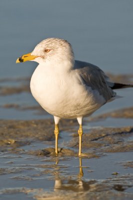 Gull