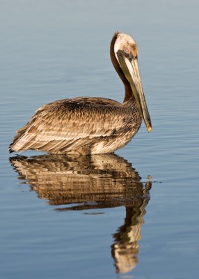 Pelican