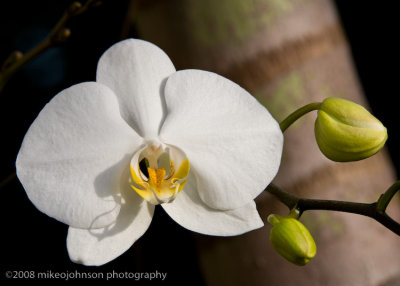 Orchid in my garden