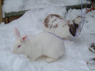 snow_bunnies_2.jpg