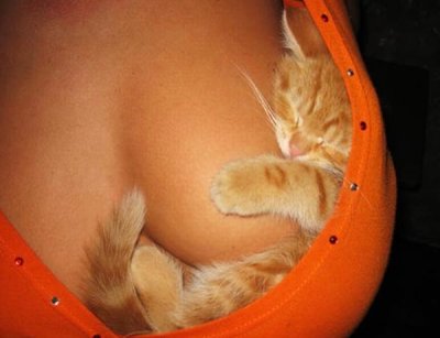 kitten-kitty-pussy-sleeping-woman-breast-tit.jpg